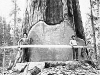 big-saw