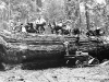 caronlog