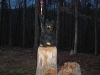 pinetop5