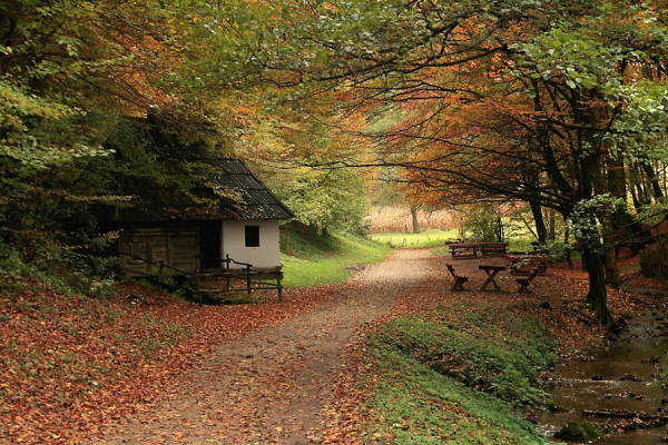 cabinontrail