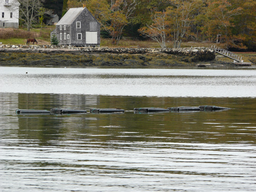 oysterfarm1