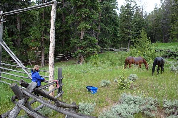 horses