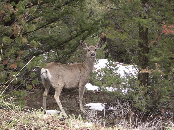 deer by cabin