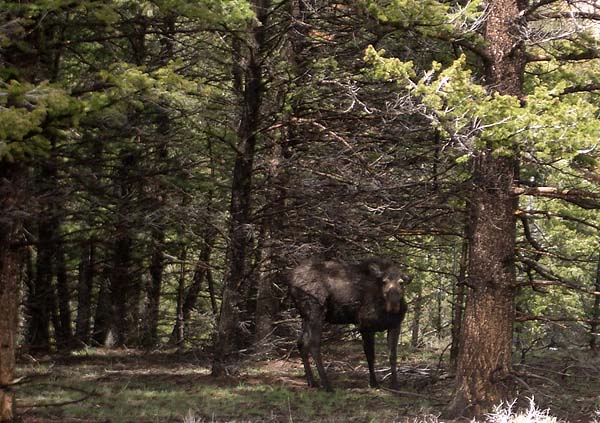 moose