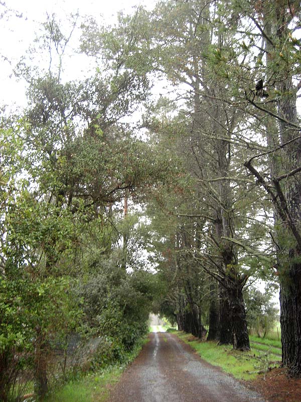 Long driveway to the road