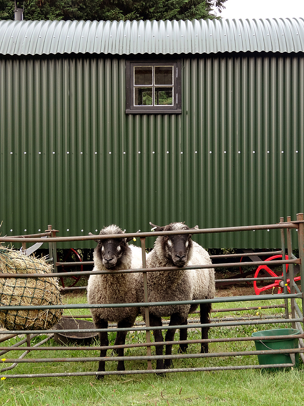 sheep