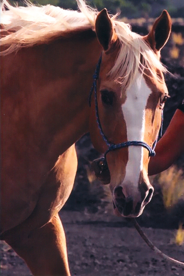 Smoke the horse