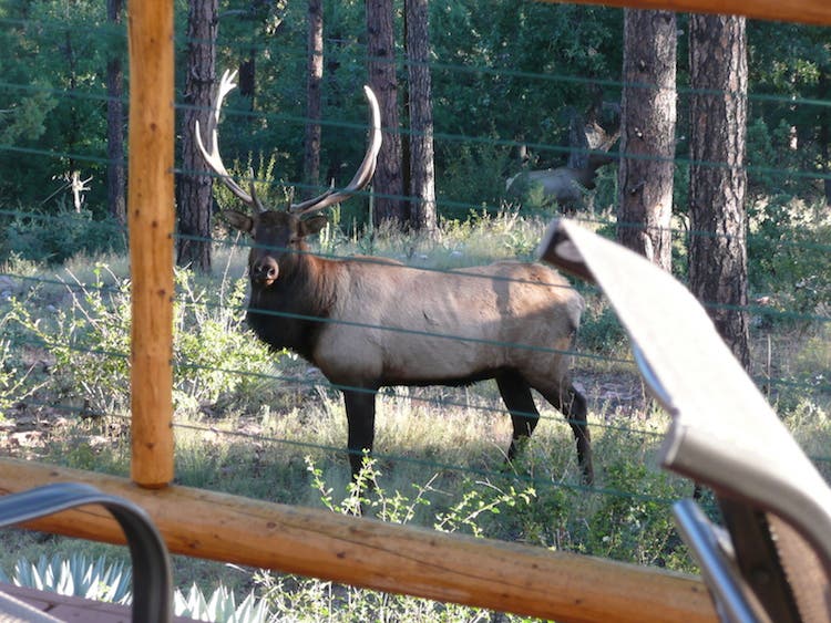 Bull elk thru cabin rail
