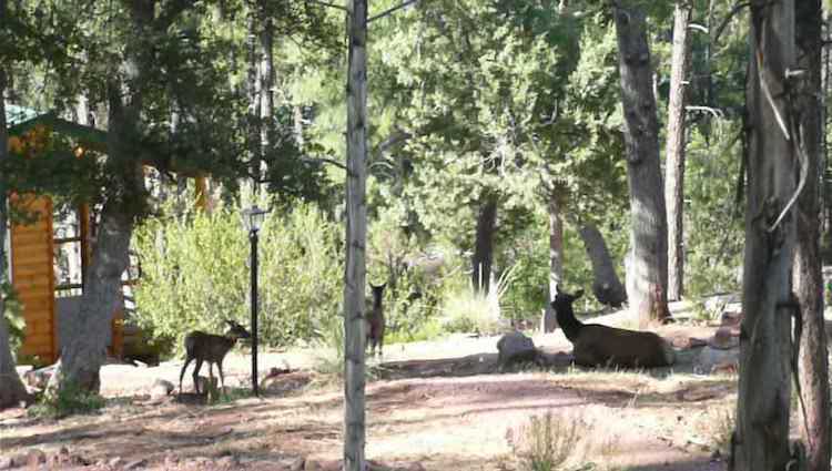 Elk at hermitage retreat center