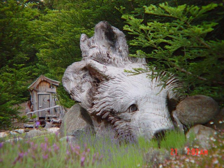 steve-blanchard-bear