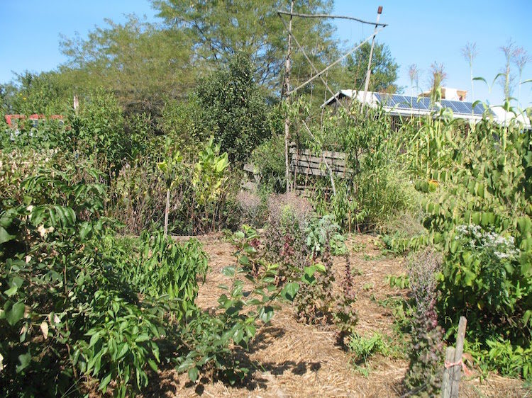 Permaculture Garden
