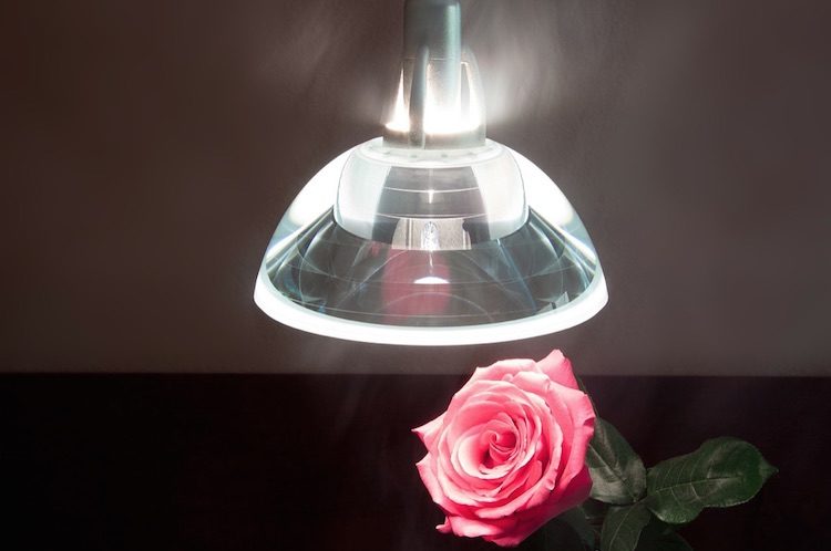 rose and lamp