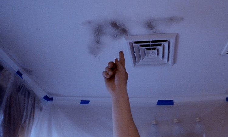 When Mold And Mildew Attack The Tiny Tiny House Blog