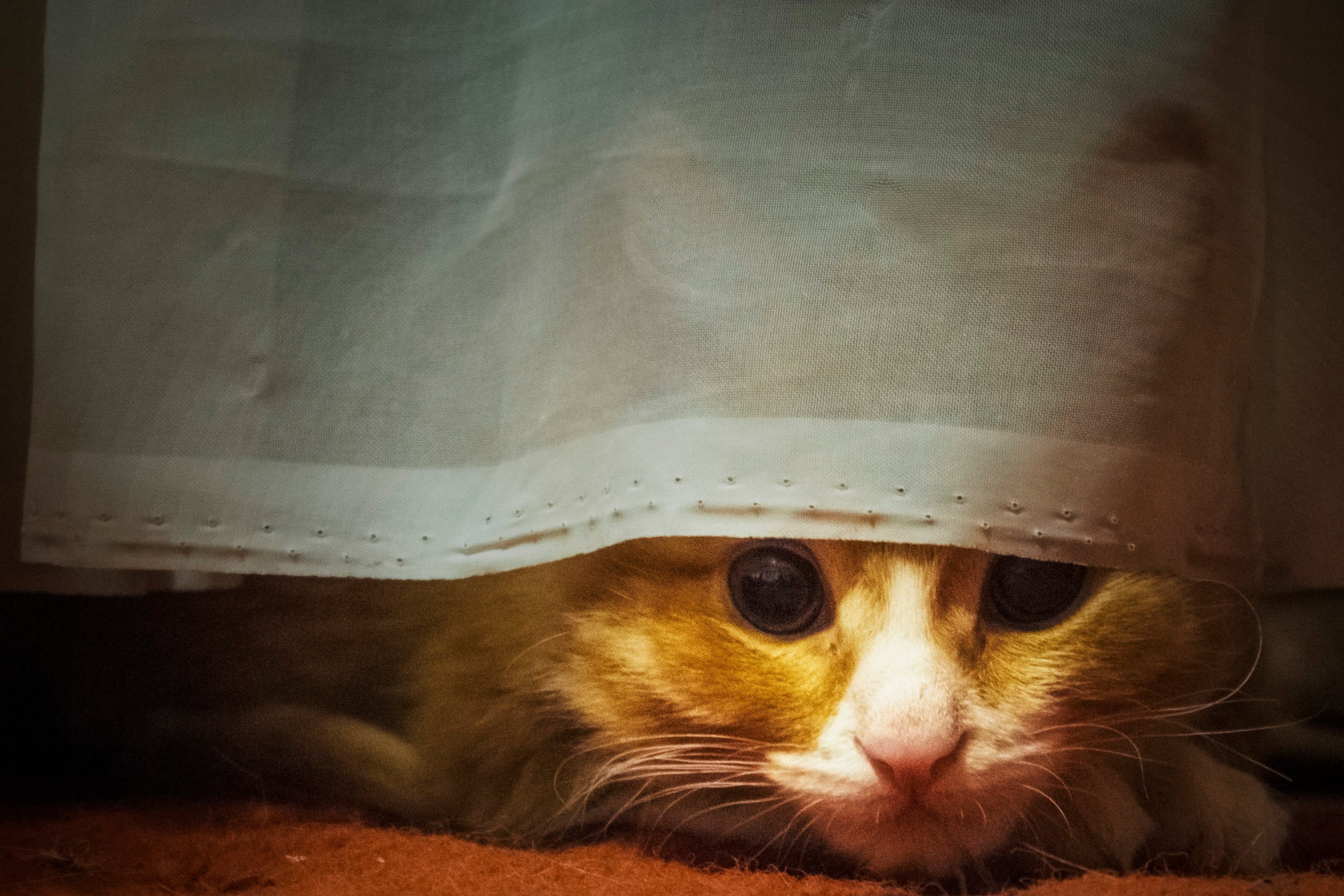 Котик прячется
