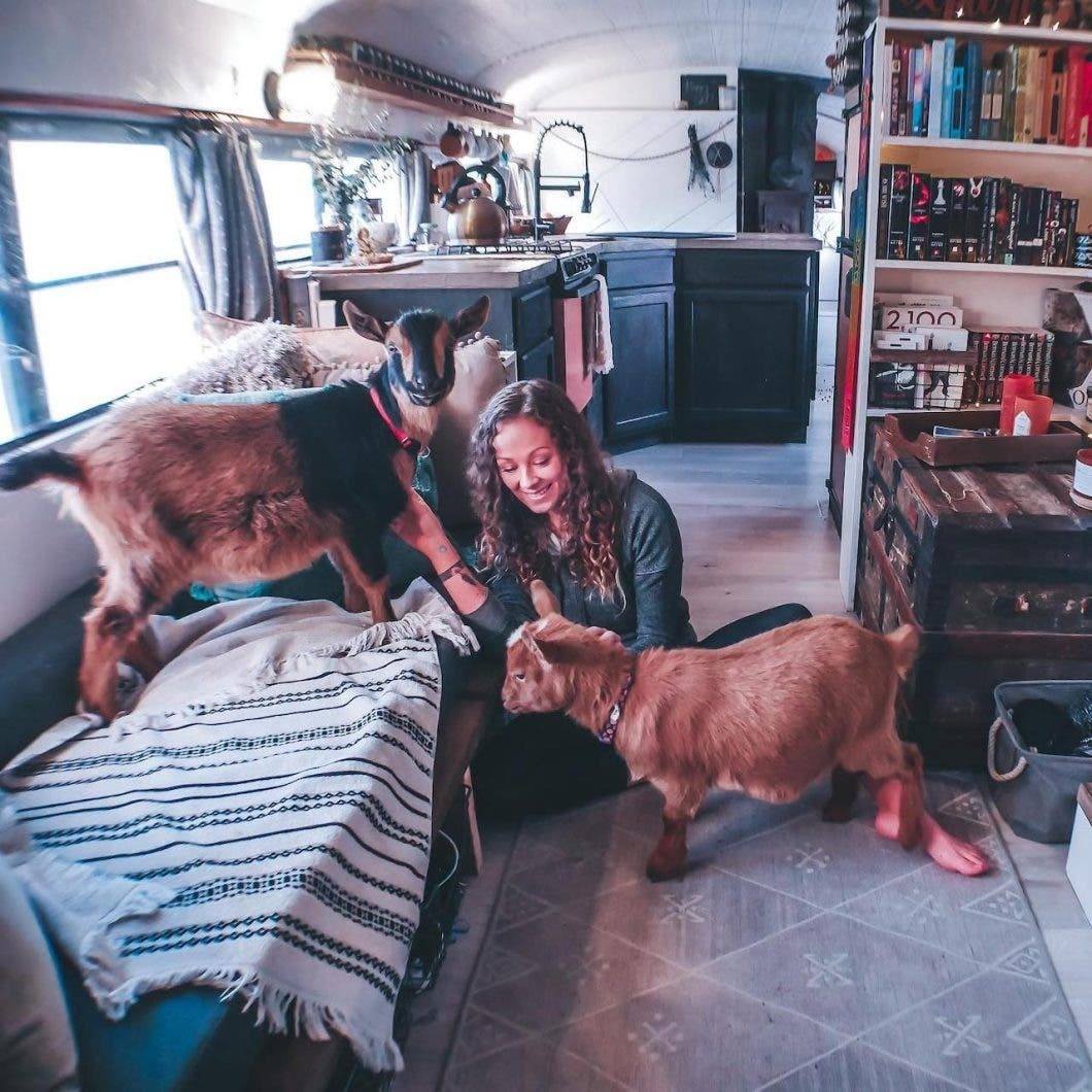 Tawny in bus with dogs