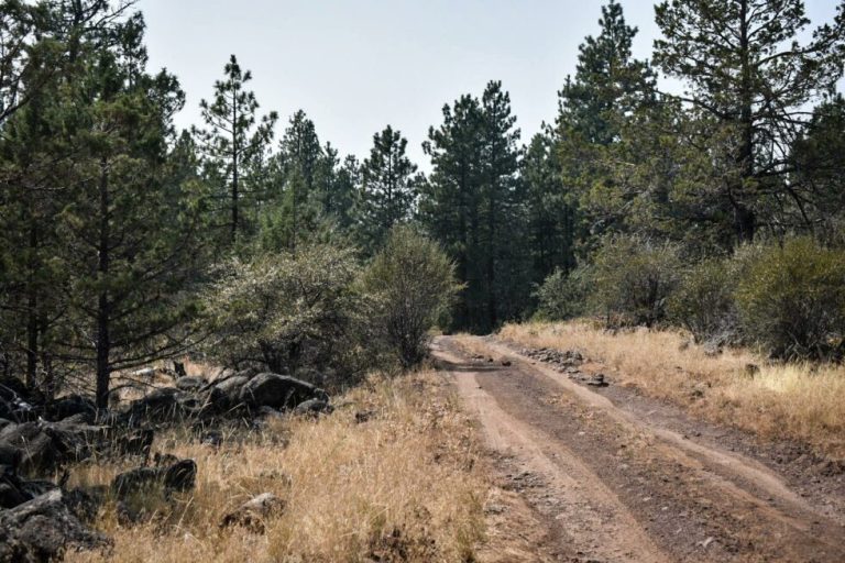 road onto treed land