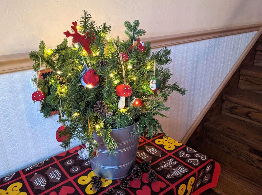Tiny Christmas tree in a bucket
