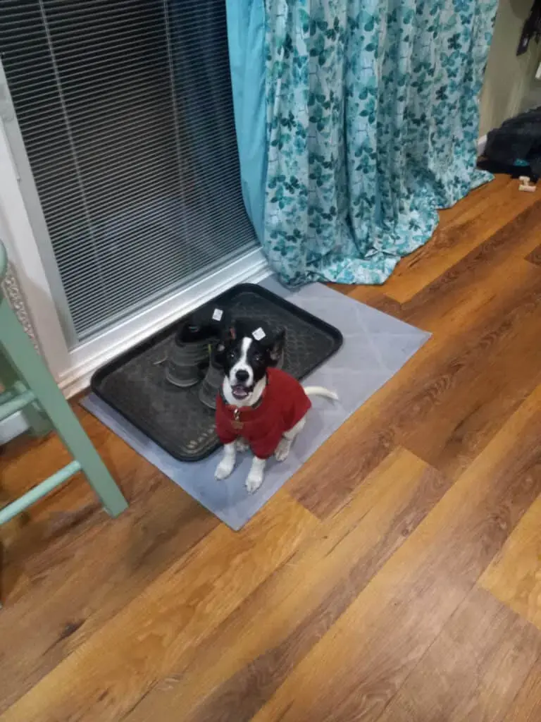 dog on the tiny house floor