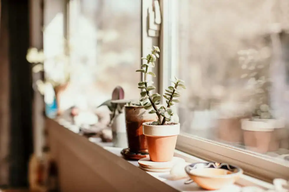 plants