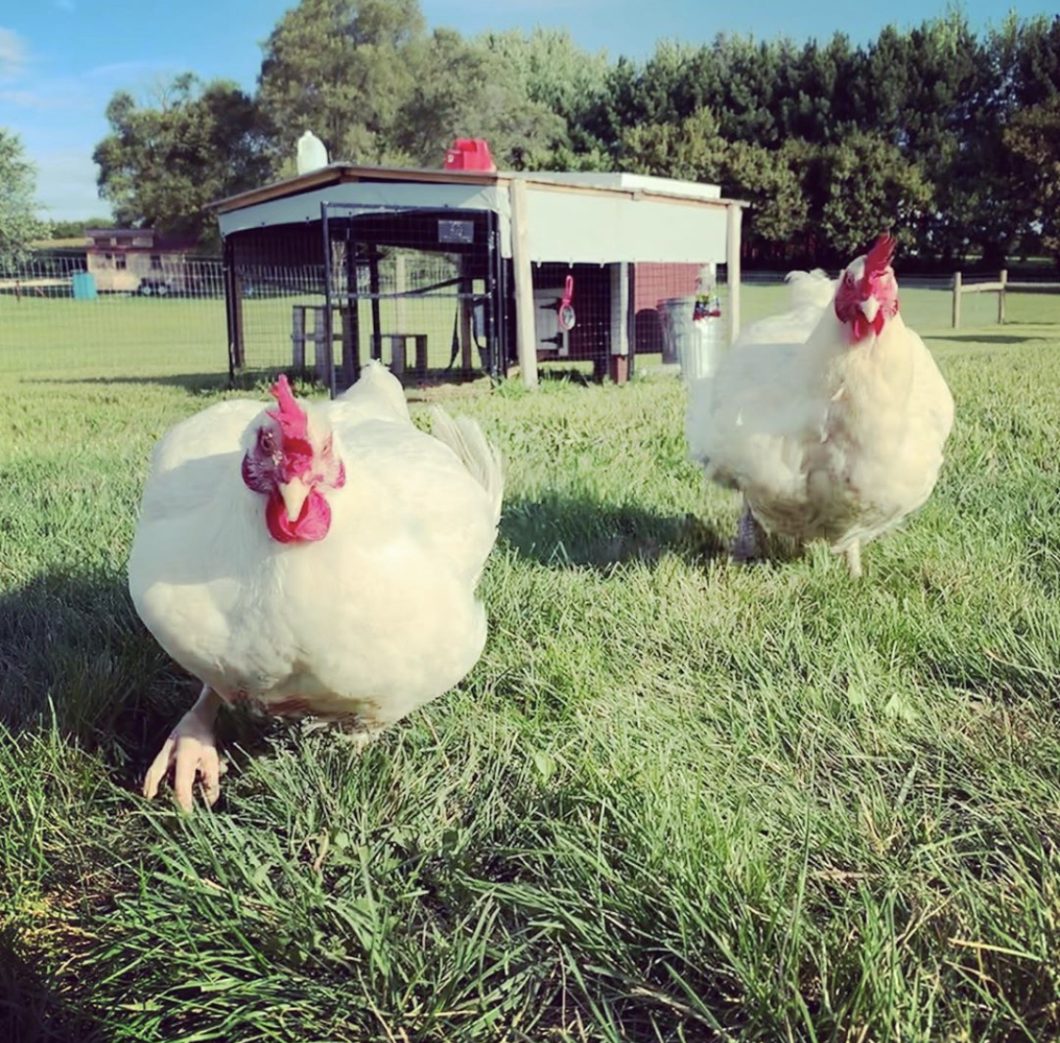 Little Acorn Sanctuary