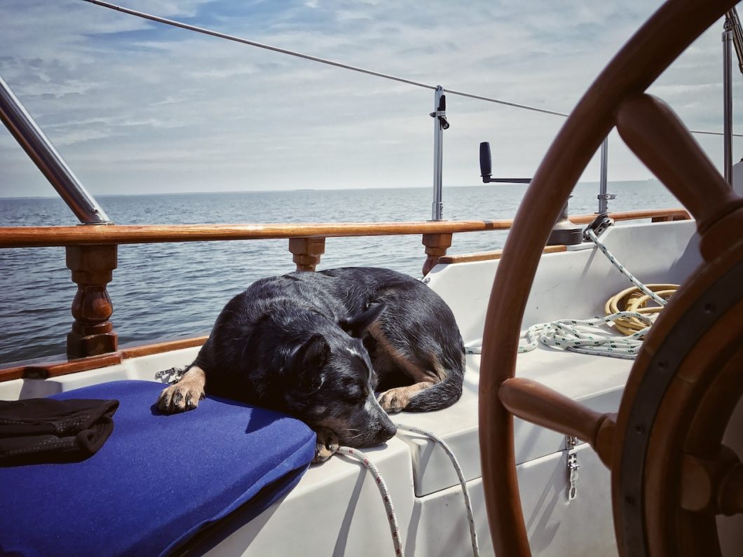 dog in icy cold boat