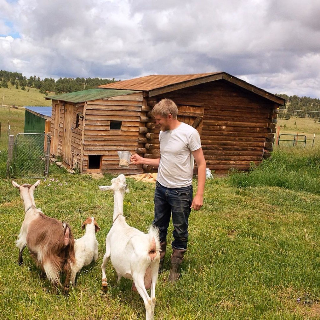 goats on the farm
